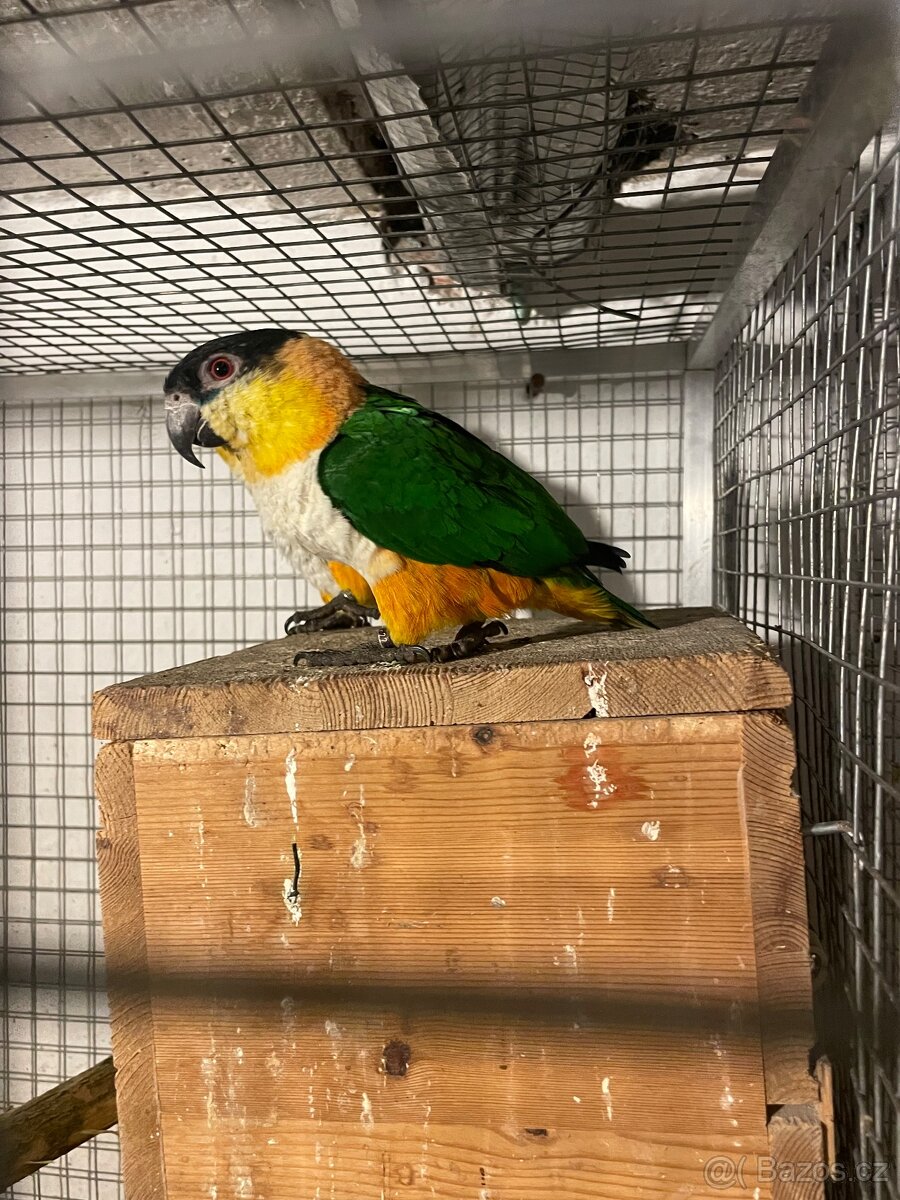 Amazonek černotemenný - 4