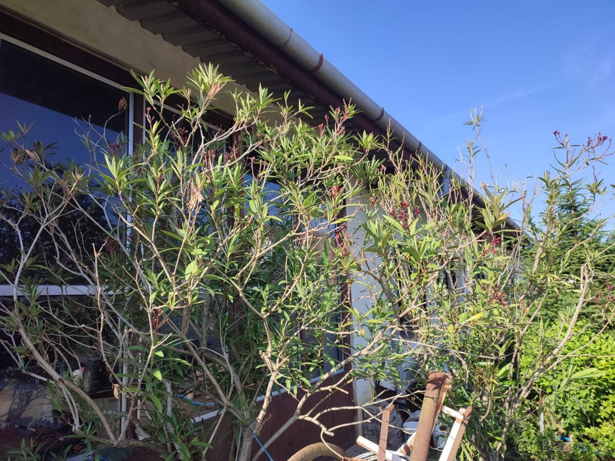 Oleandr přes 2m - 4