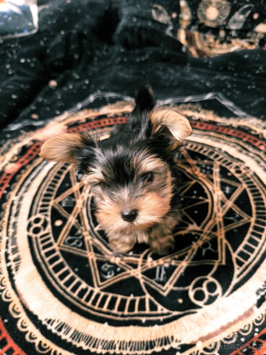 Jorkšírský teriér - 4