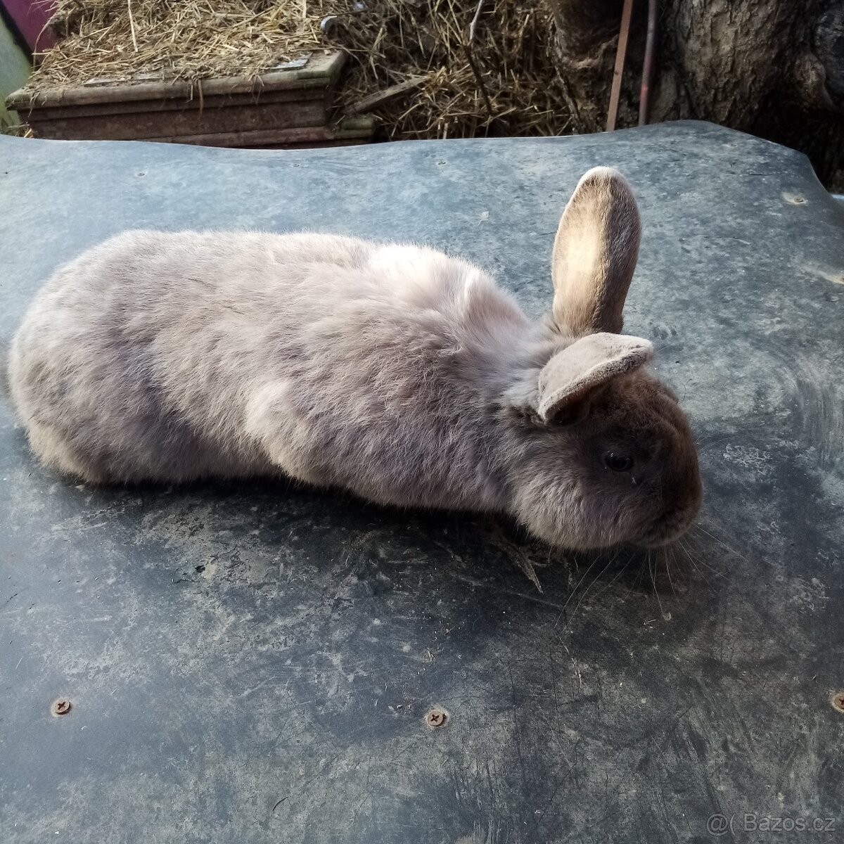 Siamský velký modrý - 4