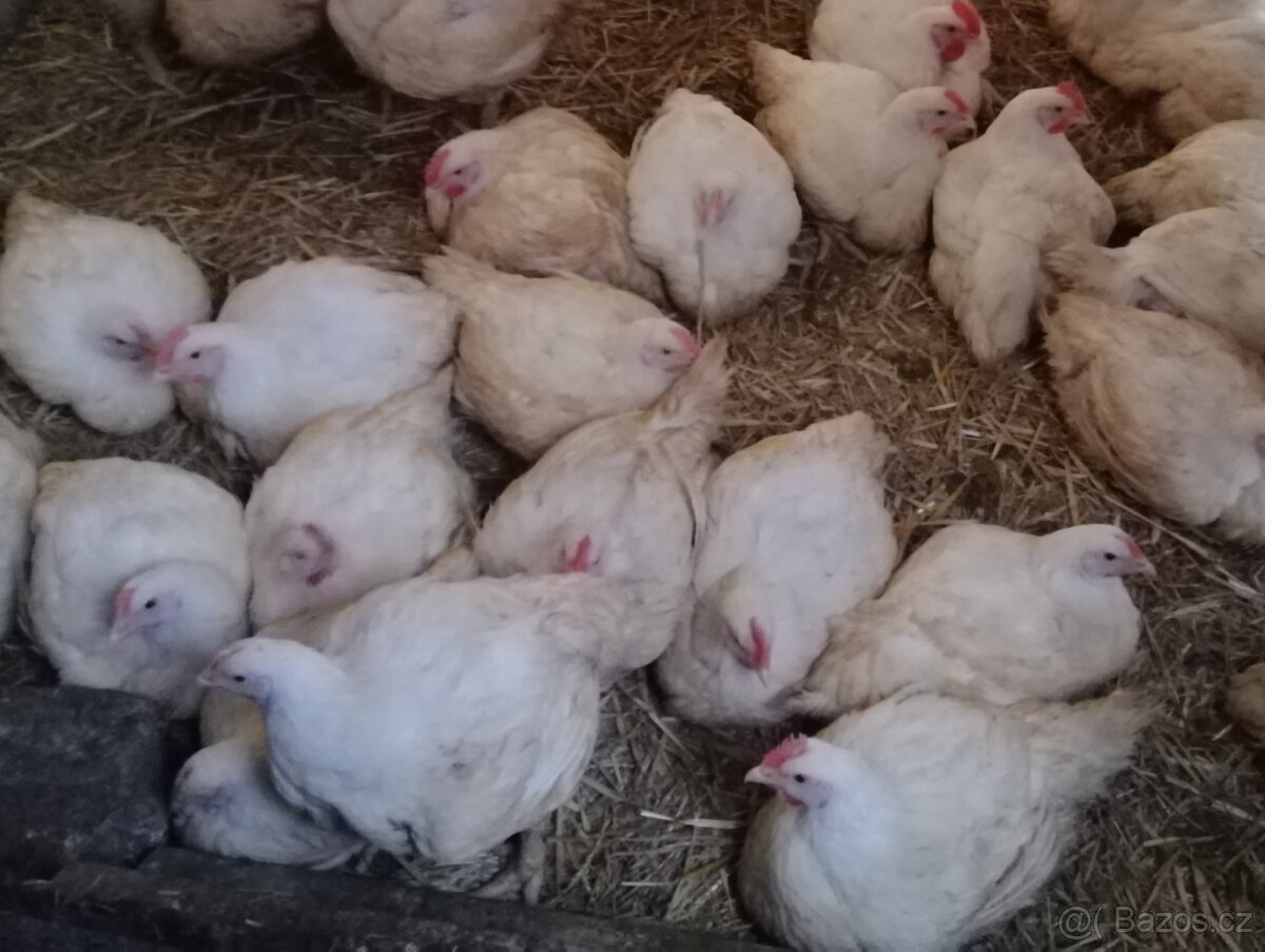 Domácí kuřata a kachny - 4