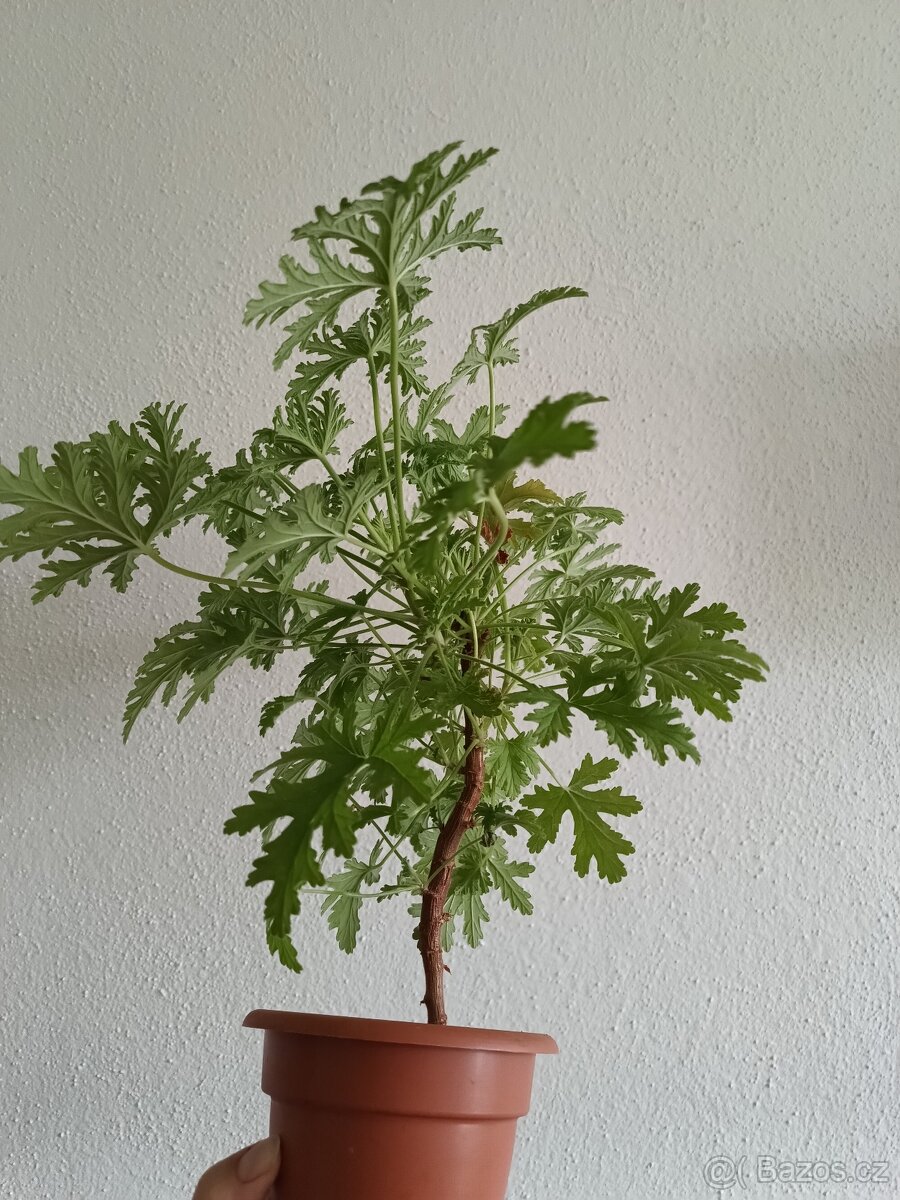 Pelargonie vonná - citronová - 4