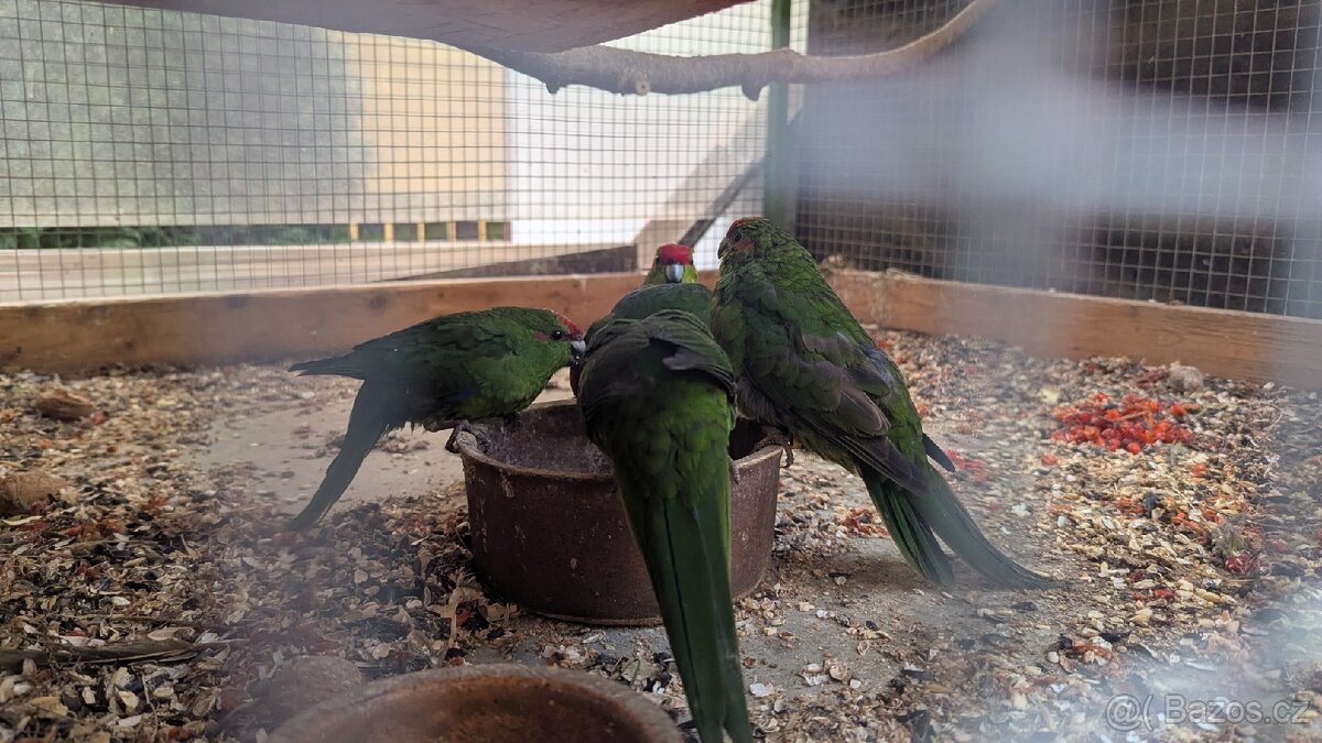 Kakariki rudočelé, přírodní - 4