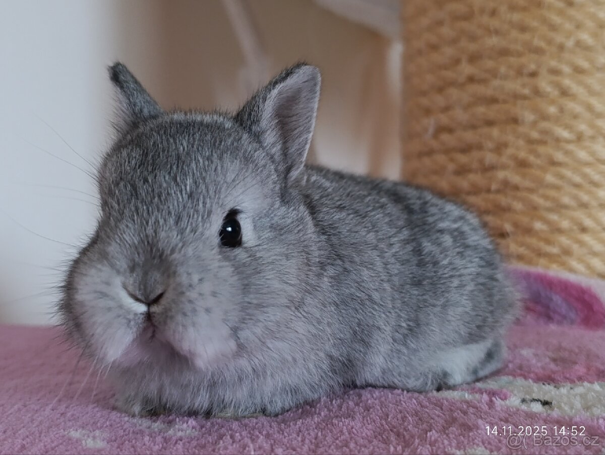 Zakrslí králíčci - mláďata - 4