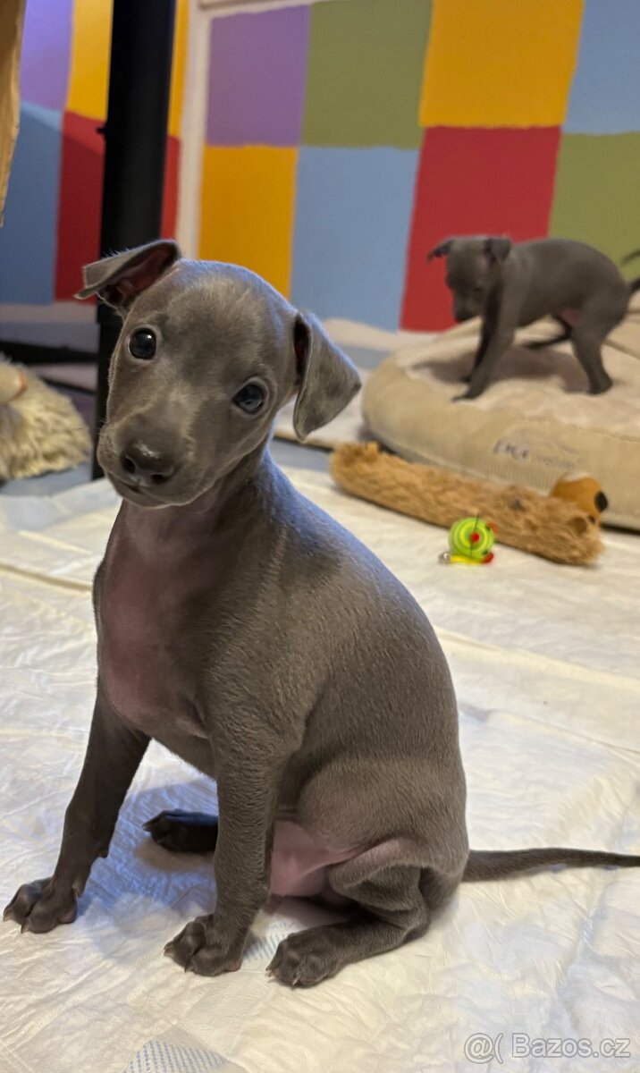 Italský chrtík - 4