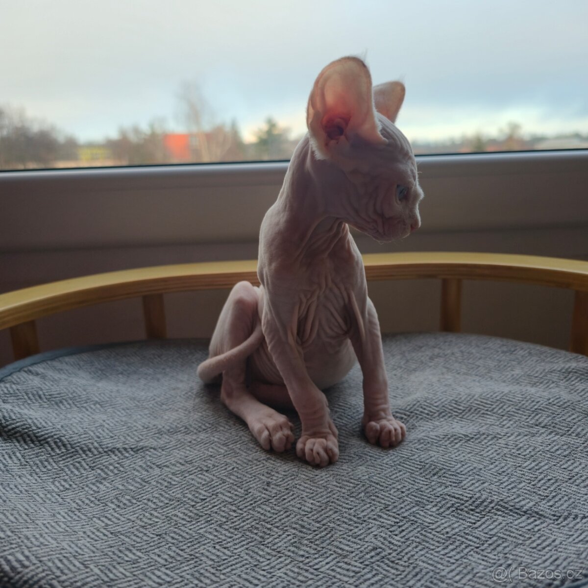 Kanadský sphynx bez PP - 4