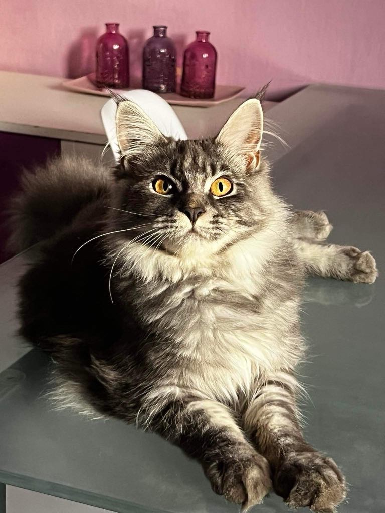 Mainska mývalí koťata - 4