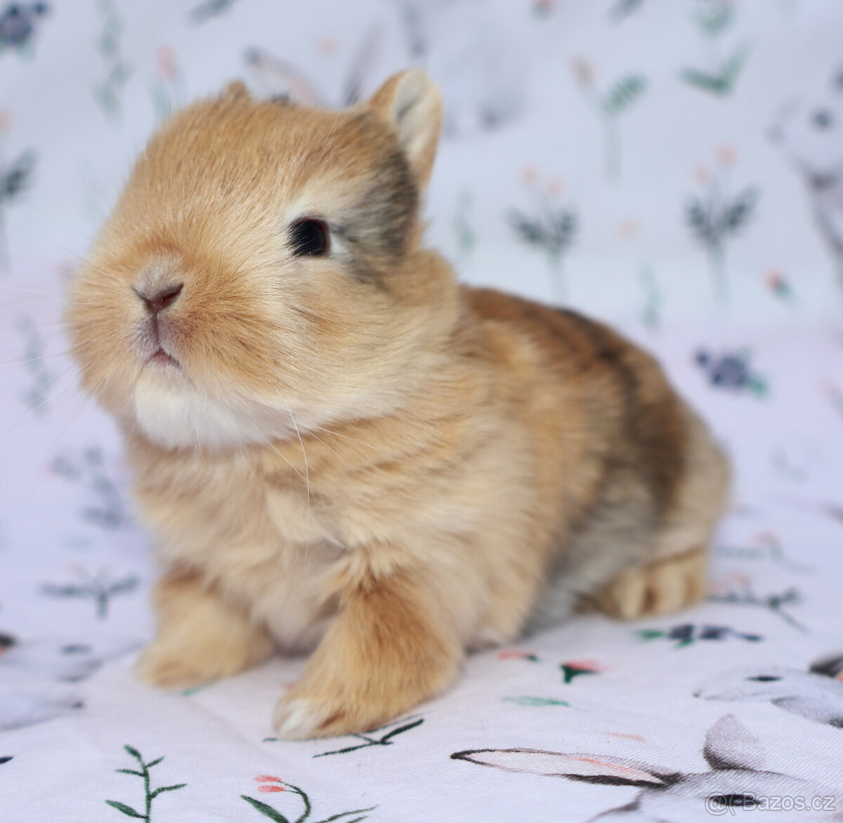 Zakrslý krátkouchý králíček malinká LOT samička - 4