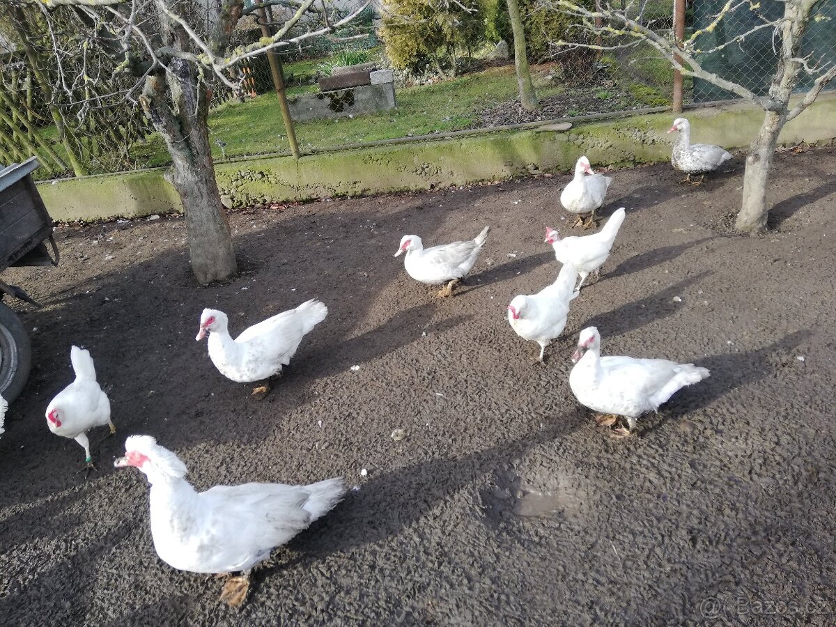 Kachny a kačeři - 4