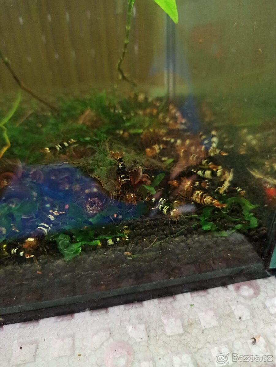 Prodám akvarijní krevetky - 4