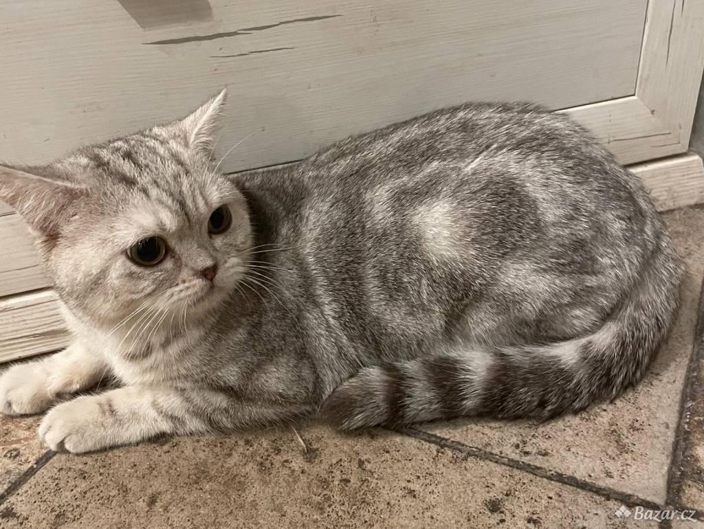 Britská koťata - 4