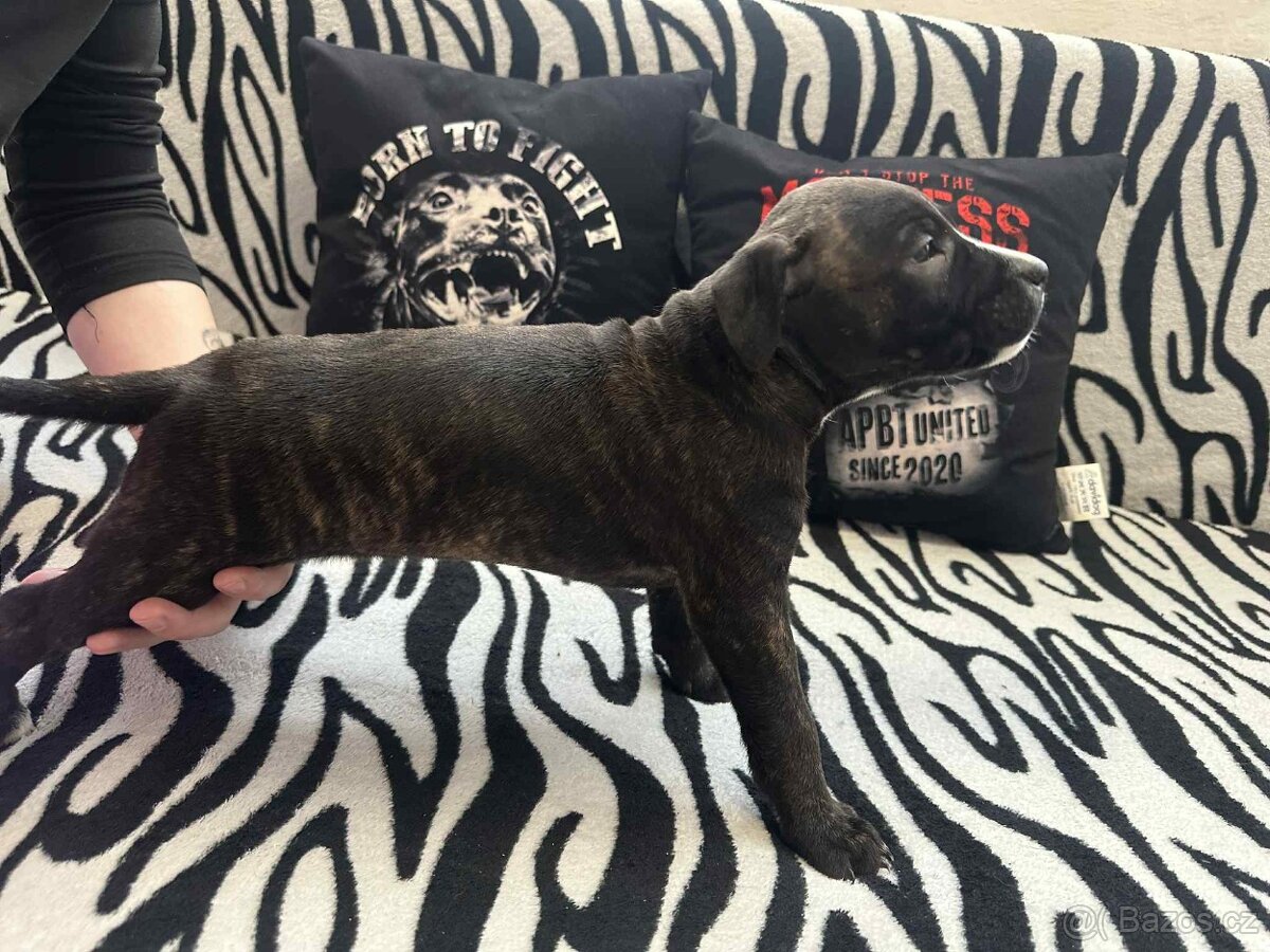 Americký pitbulteriér - 4