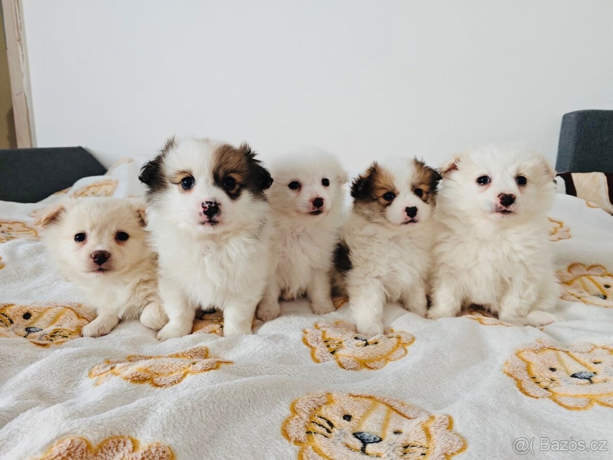 Jorkšírský teriér - 4