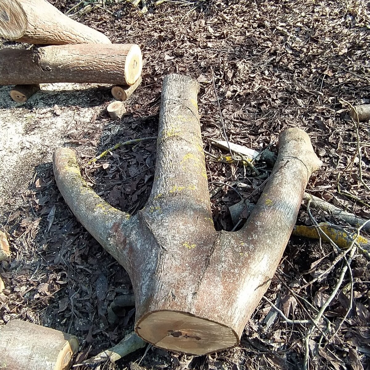 Kmen Višen či kousky pro kutily + ořech - 4