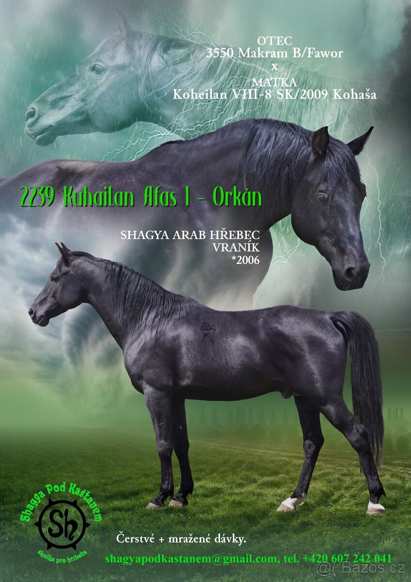 shagya arab - inseminace 2026 - 4