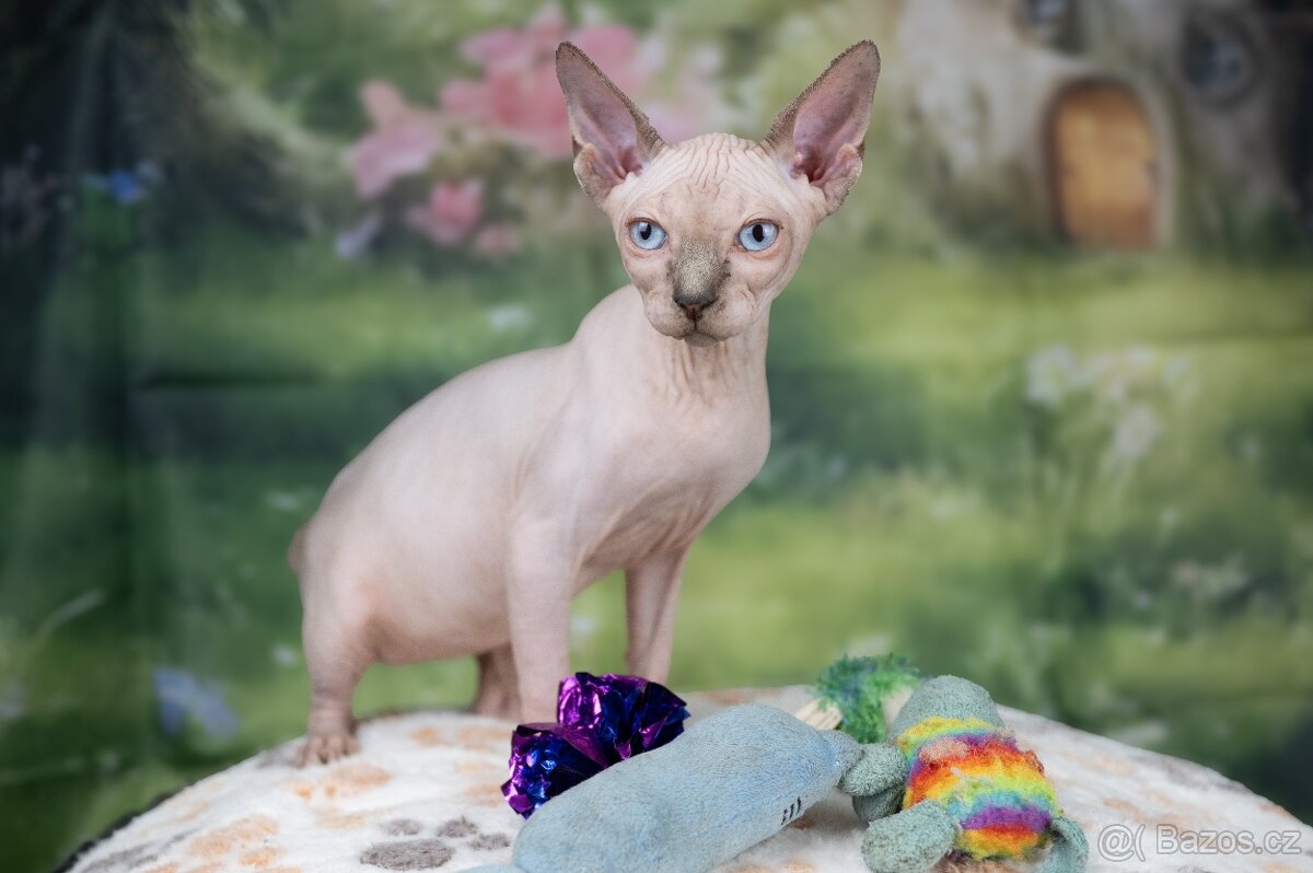 Kanadský sphynx koťátko kočička - 4