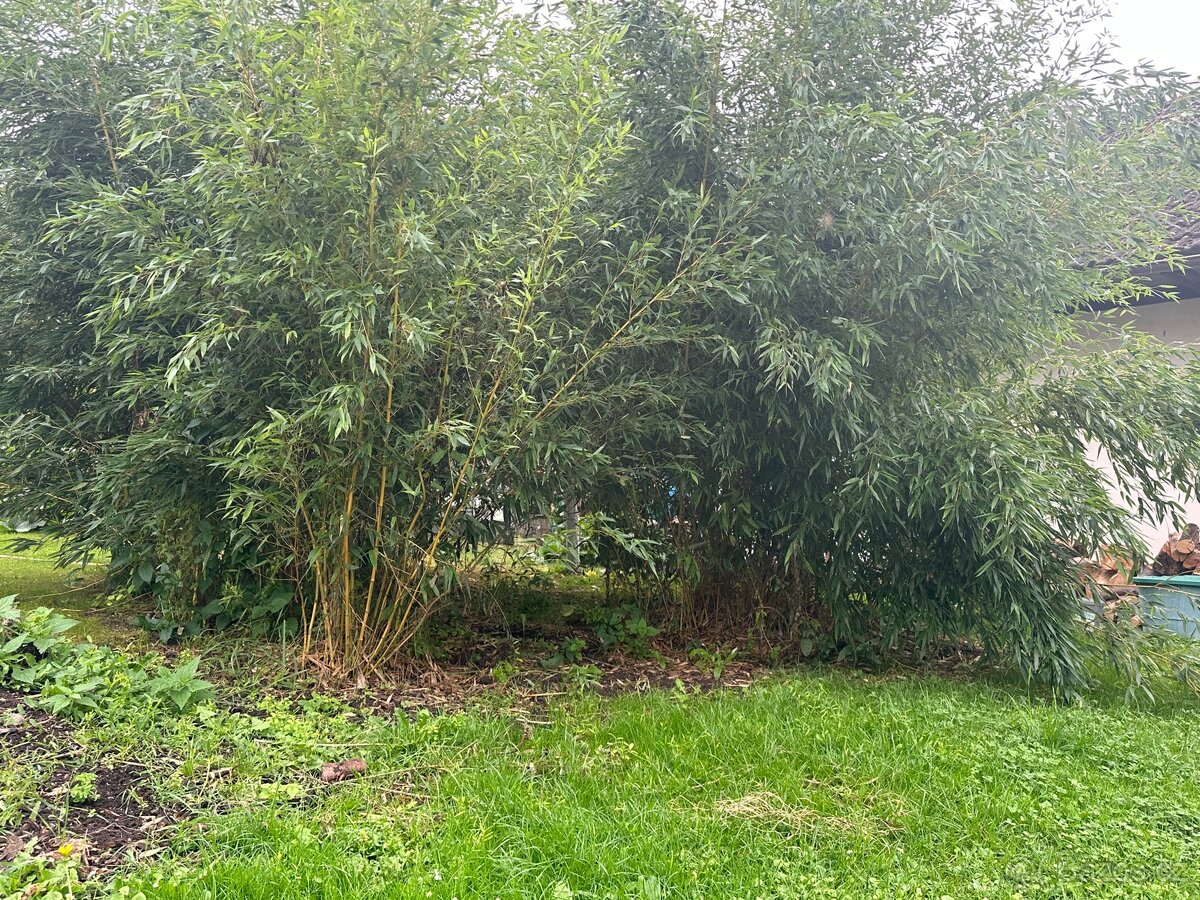 Zahradní bambus - 4