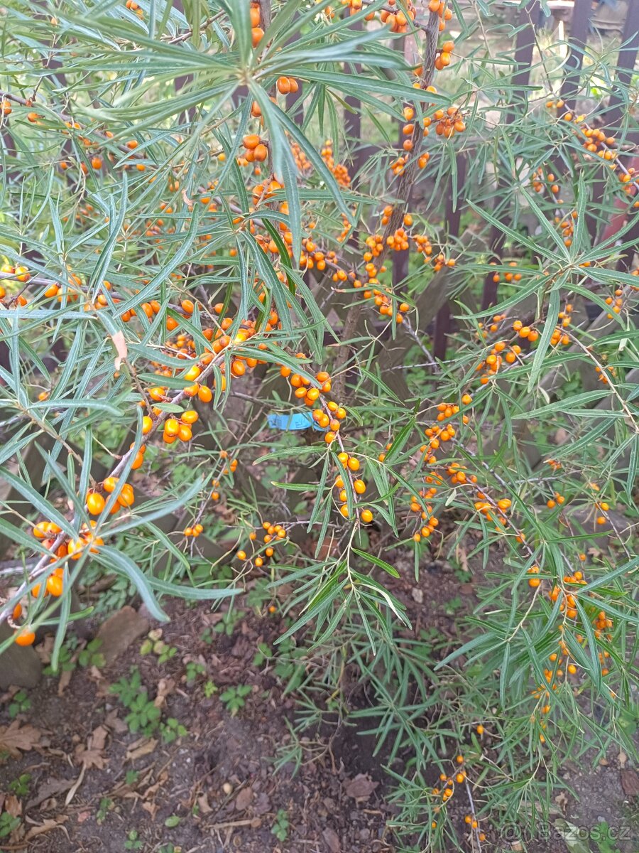 Řízky rakytníku samec Polmix, Samice Frugana Leikora za 10Kč - 4