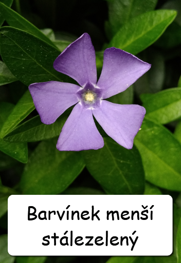 Odkopky trvalek a skalniček - 4