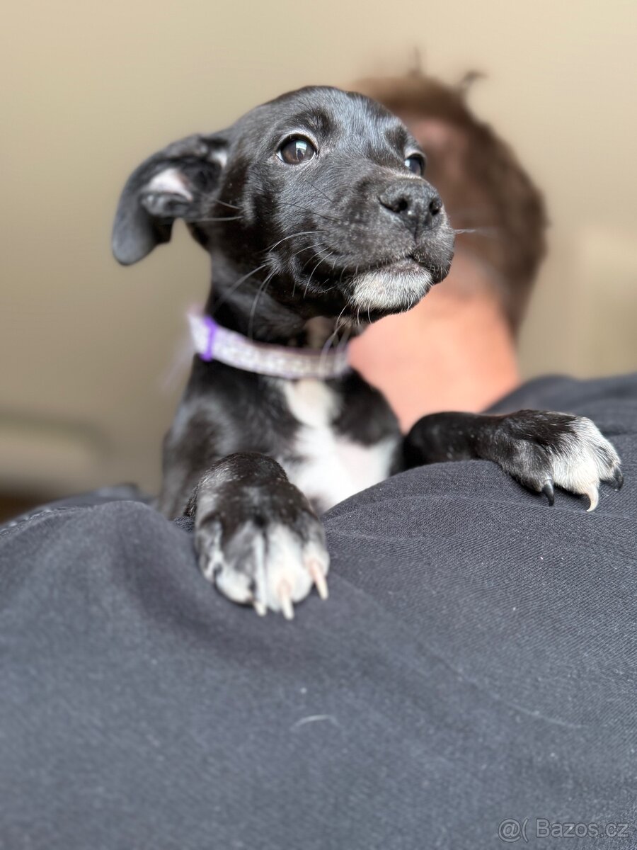 Štěňátka labradora a Border kolie - 4