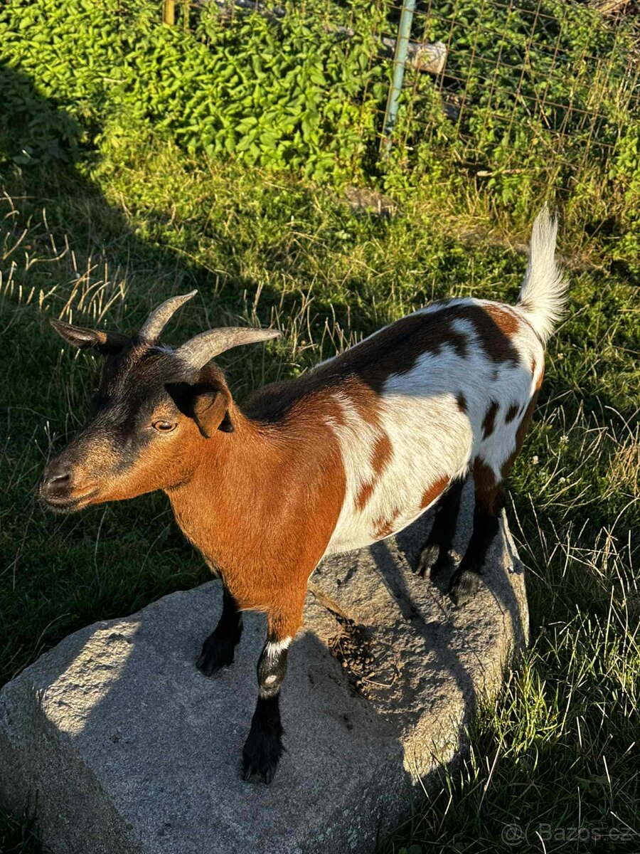 Holandská zakrslá koza s PoP - 4