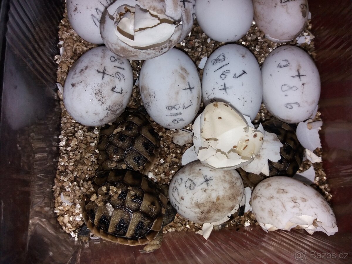 Želva zelenavá mláďata - 4