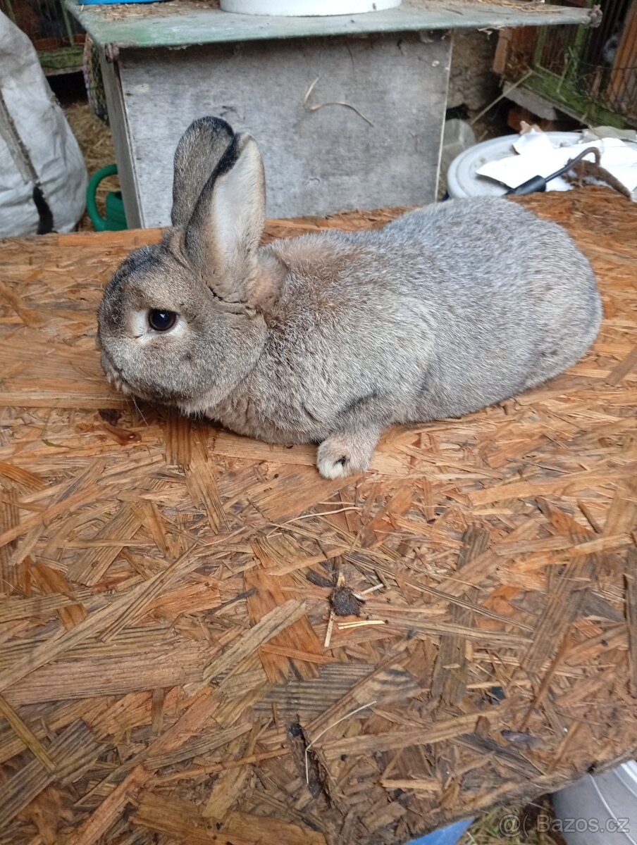 stříbřitý malý - 4