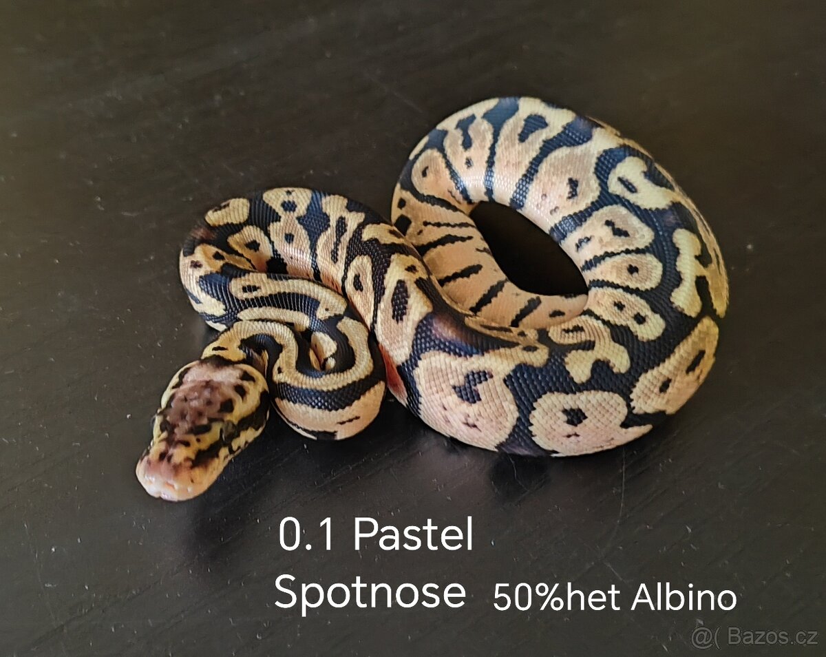Krajta královská - 4