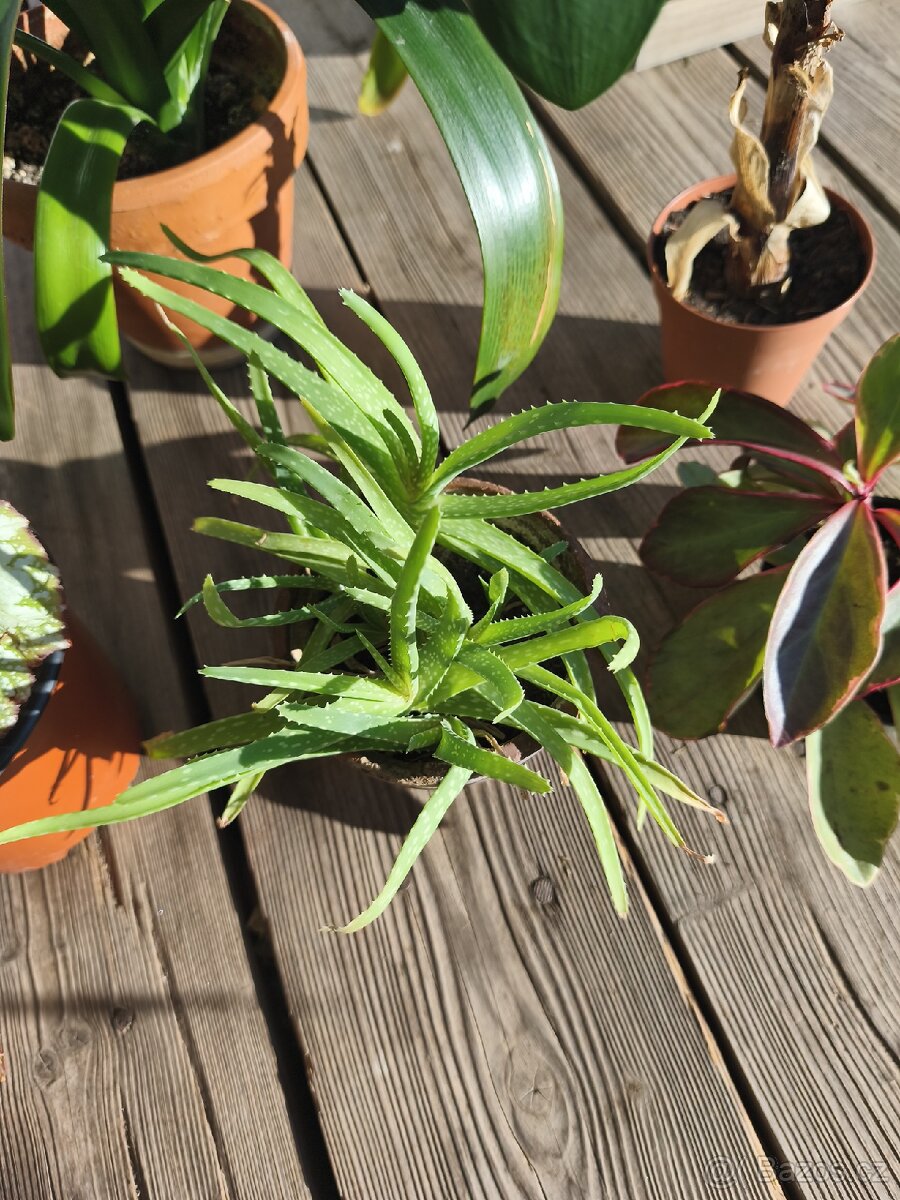 Pokojové rostliny - 4