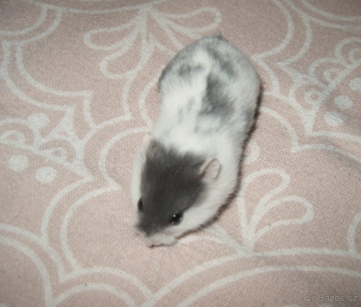 Křeček campbell s PP - 4