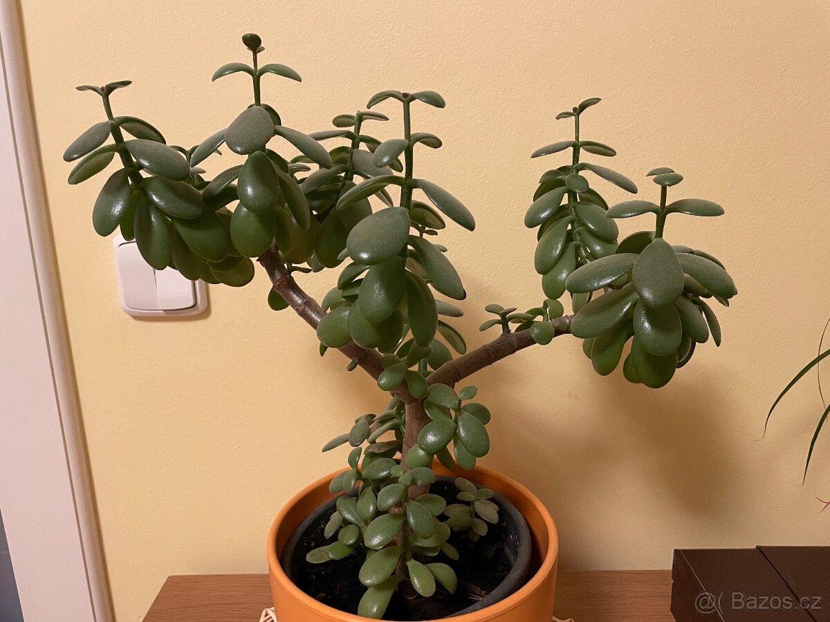 Rostlina Tlustice - 4