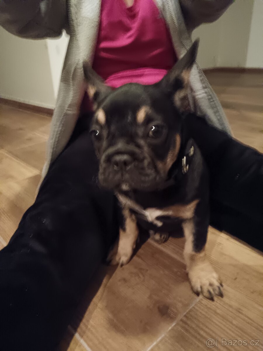 Francouzský buldocek - 4