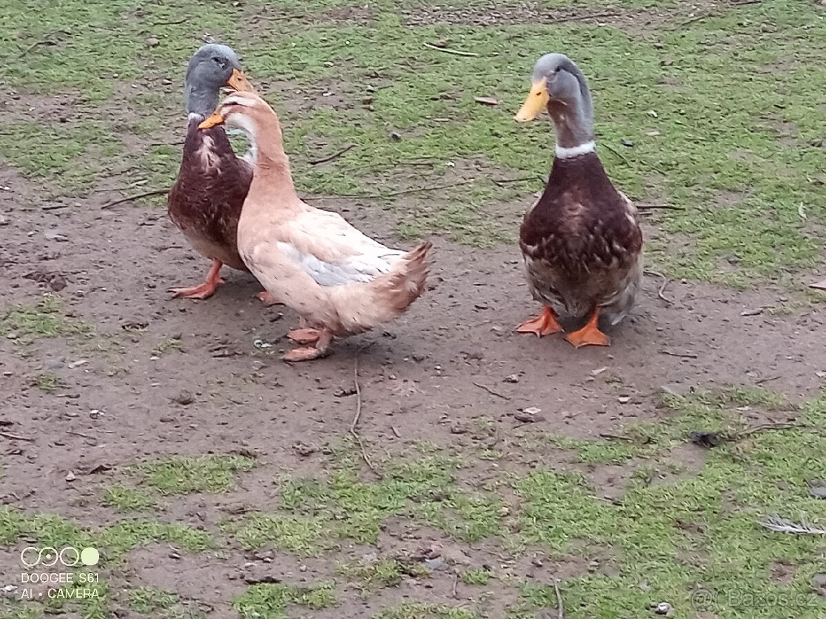 Kachny čárkované saské - 4