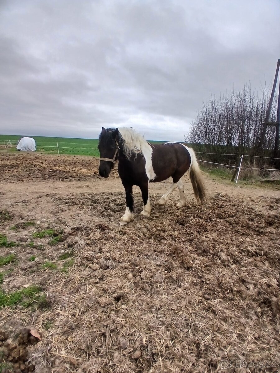 Prodám 5 letou kobylu Welsh - 4