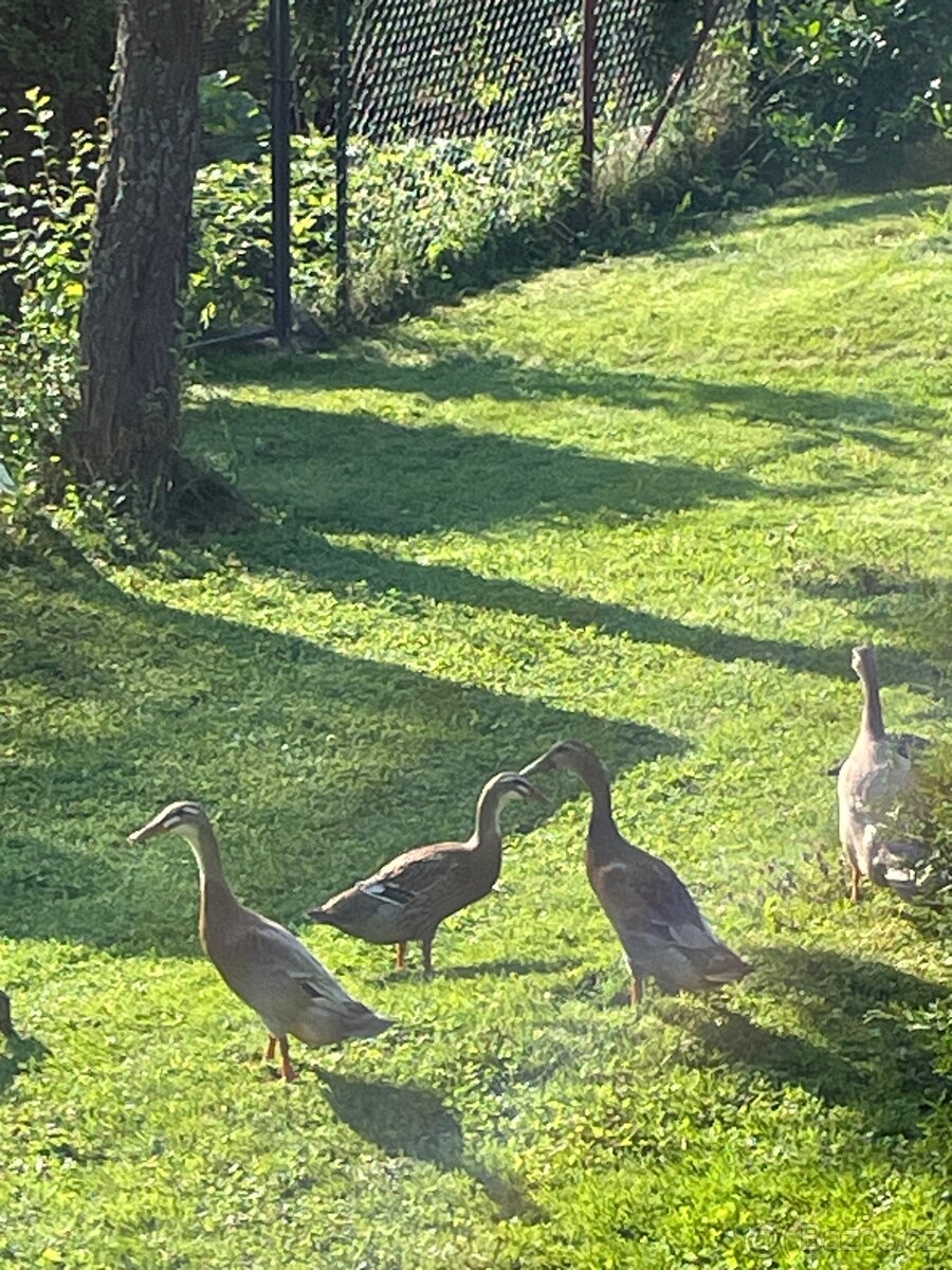 Indický běžec - 4