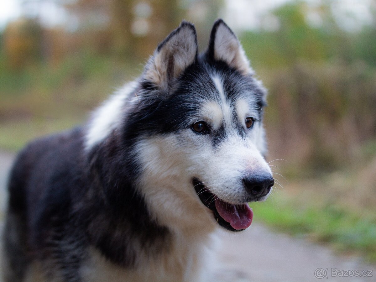 GYMY K ADOPCI - přátelský parťák - 4