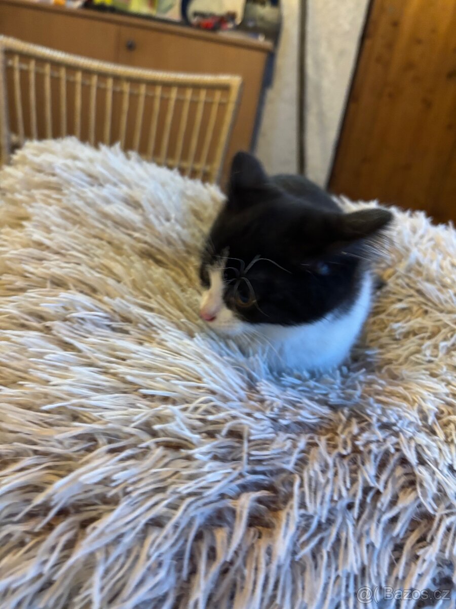 Koťátka k odberu - 4