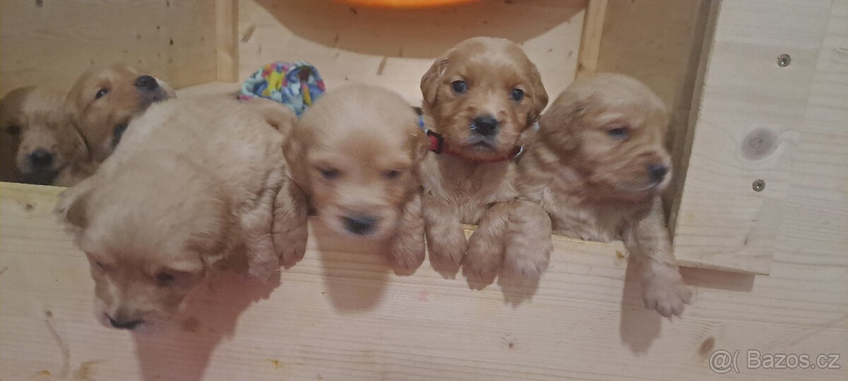 Zlaty retriver - odvěr k Vanocun - 4