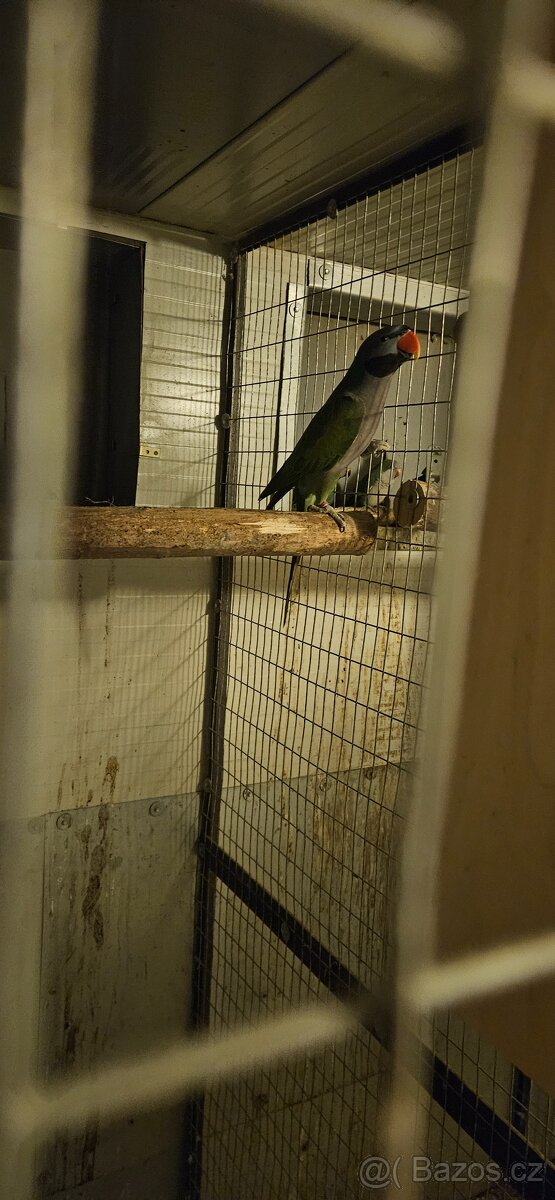 Alexandr Čínský - 4