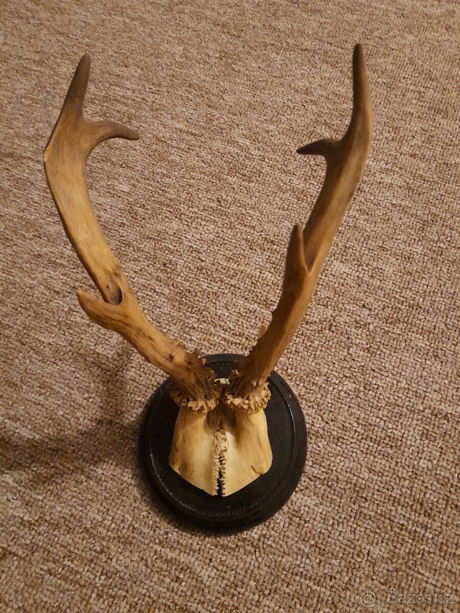 Srnčí paroží - trofeje - 4