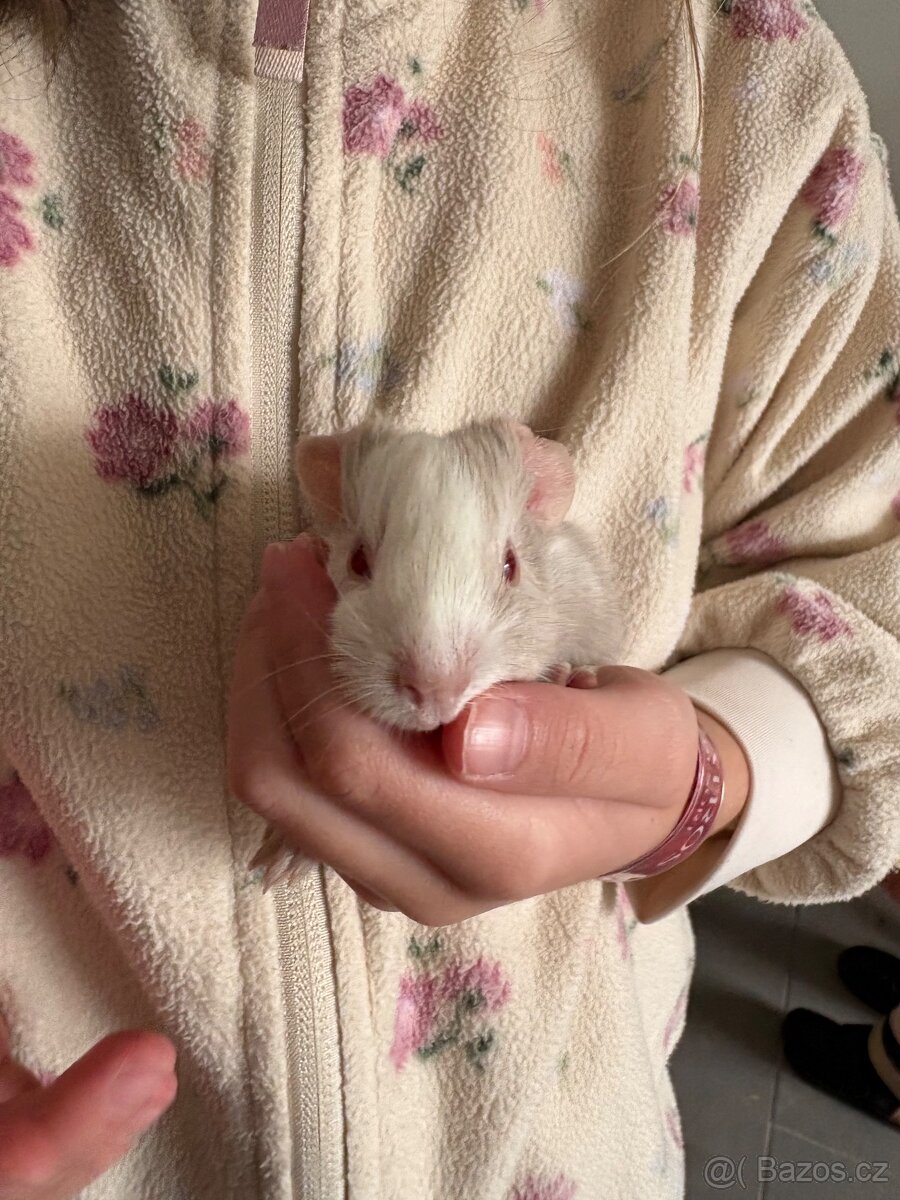 Prodám morčata - kluci - 4