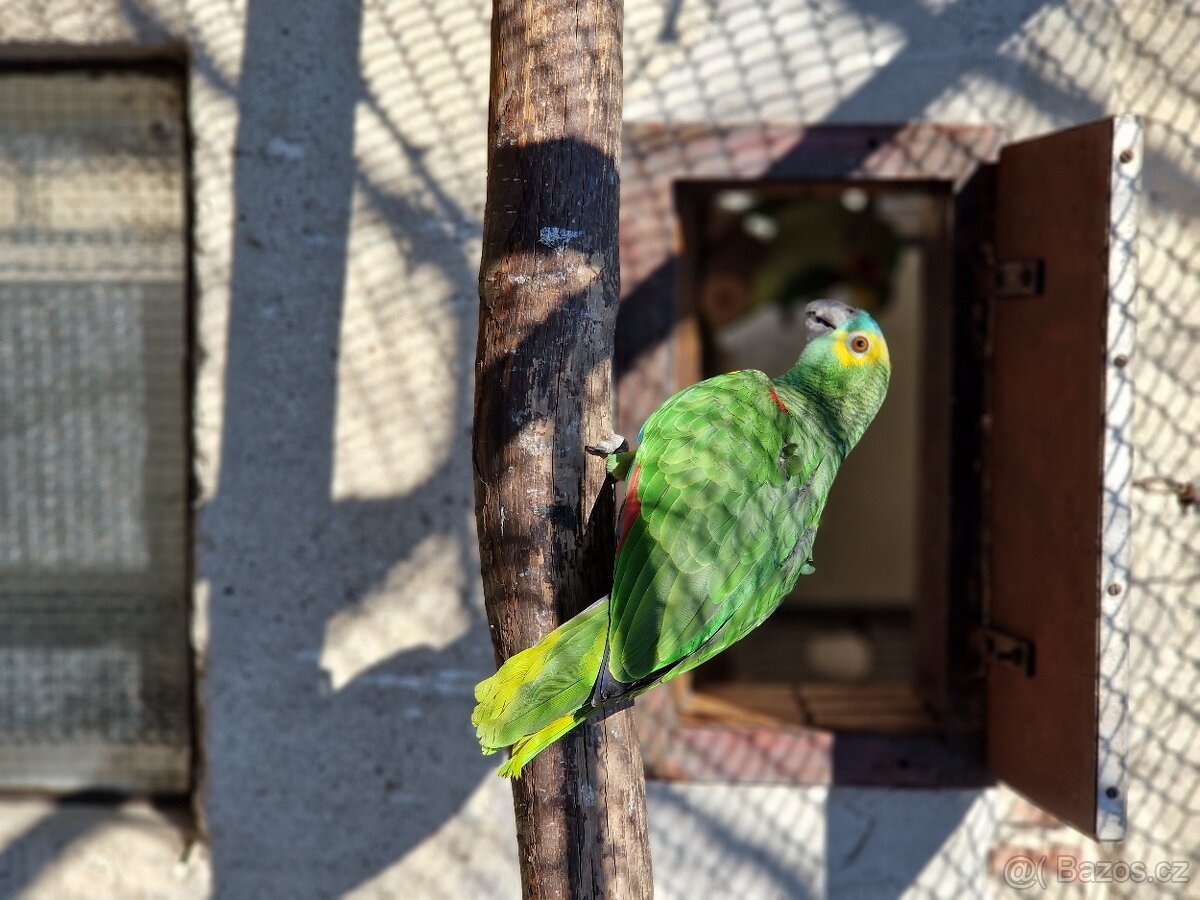 Amazoňan modročelý - 4