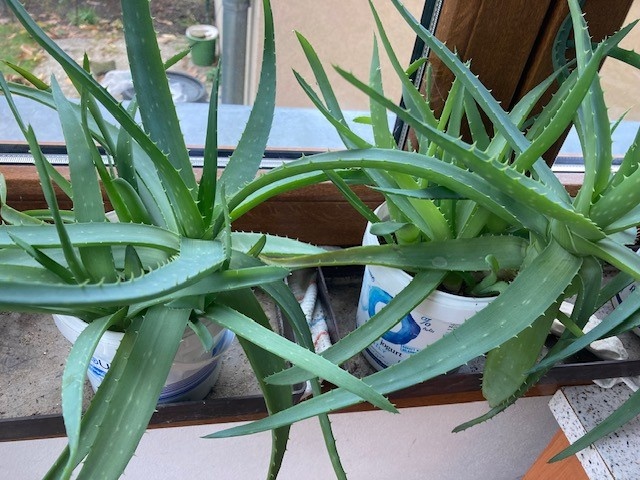 Aloe pravá - 4