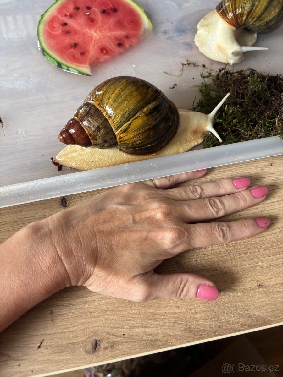 Šnek - 4