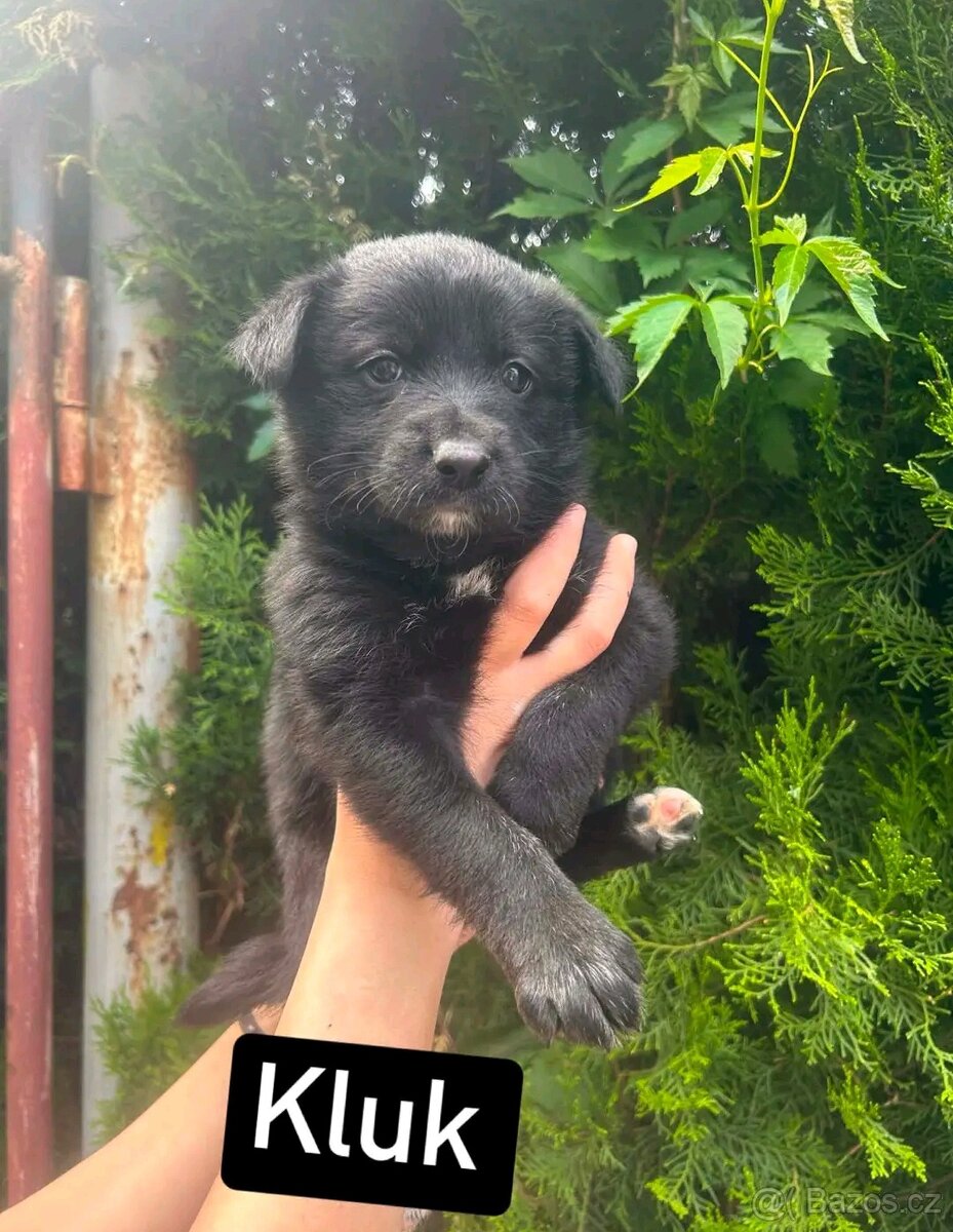 Border Kolie - 4