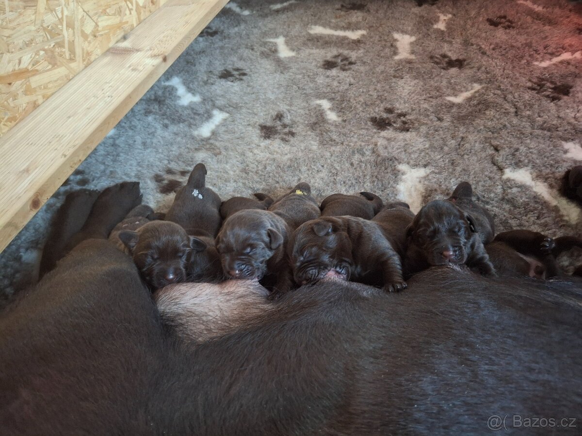 Labradorský retrívr čokoládová štěňata s PP - 4