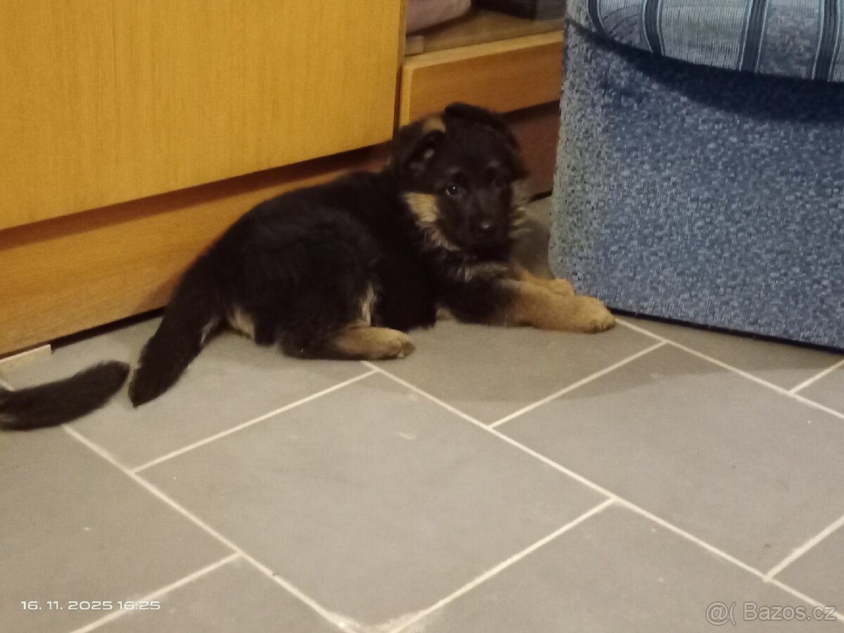 Německý ovčák štěňata - 4