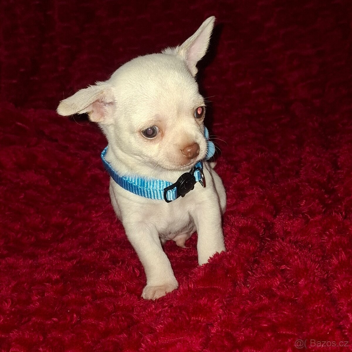 čivava šteniatka - 4