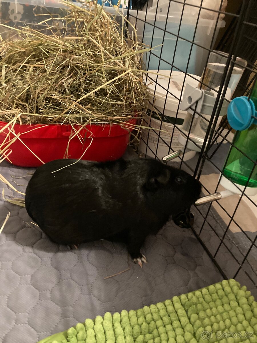 3 morčata samice - 4