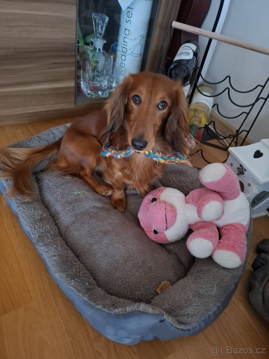 Dlouhosrstý trpasličí jezevčík ke krytí - 4